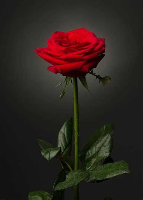 Co oznacza jedna czerwona róża?
