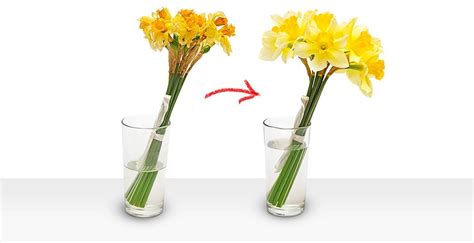 Co zrobić żeby cięte kwiaty stały dłużej?