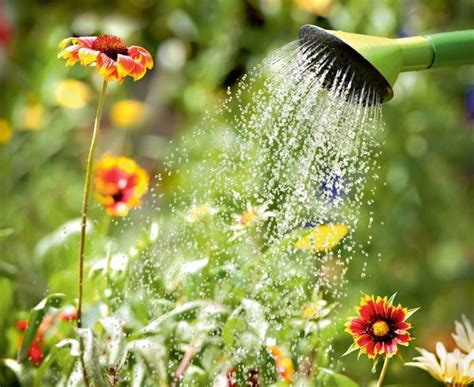 Czy można podlewać kwiaty wodą z drożdżami?