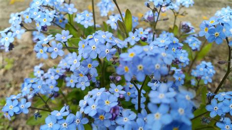 Czy są niebieskie kwiaty?