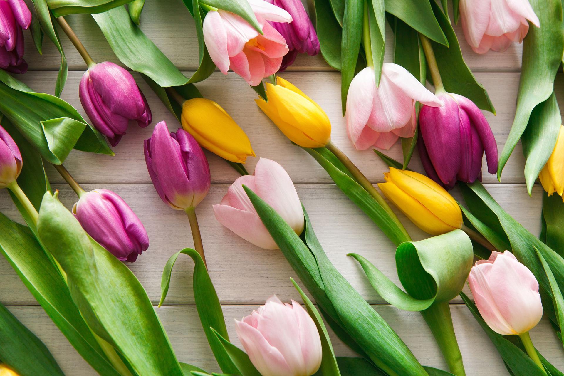 Czy tulipany są trujące?