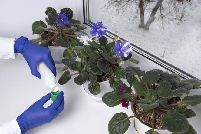 Czy w zimie można nawozić rośliny doniczkowe?