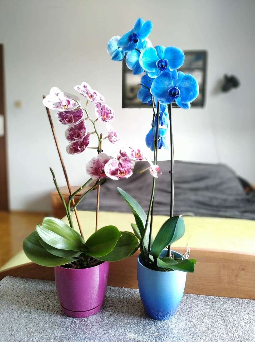 Czym podlewać orchidee?