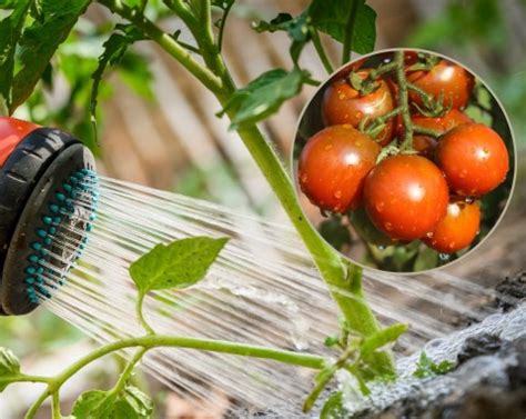 Czym podlewać pomidory żeby dobrze owocowały?