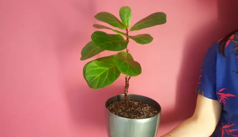 Dlaczego rośliny bez światła nie rosną?