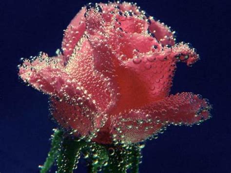 Ile wytrzyma róża w wodzie?