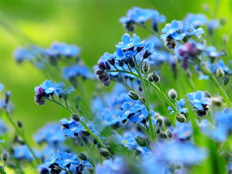 Jak nazywają się niebieskie kwiaty polne?