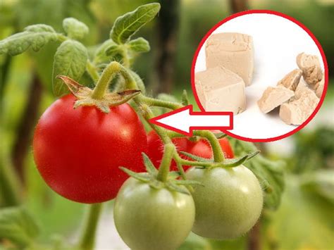 Jak podlewać pomidory i ogórki drożdżami?