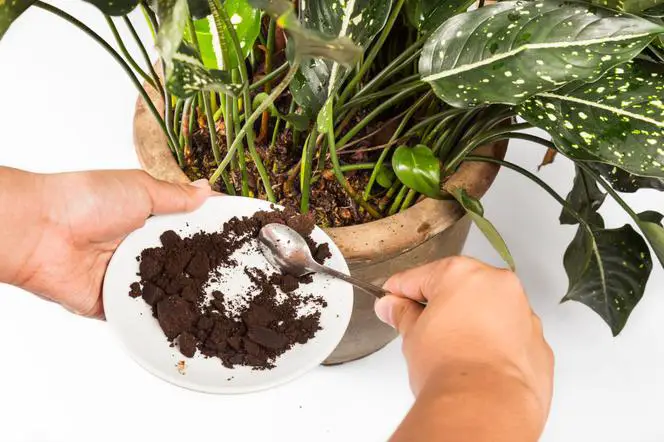 Jak podlewać rośliny z fusów kawy?