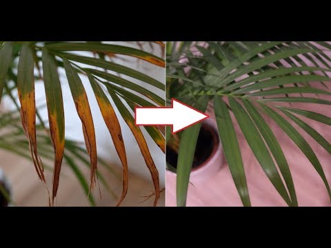 Jak przycinać palmy?