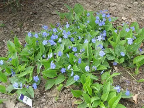 Jak się nazywają niebieskie kwiaty wiosenne?