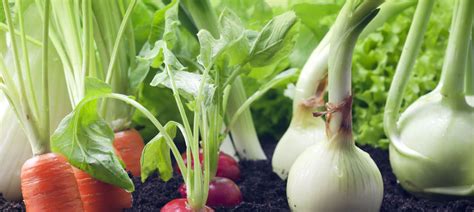 Jakie warzywa można podlewać drożdżami?